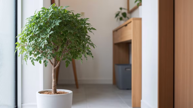 清潔な日本の賃貸玄関、ミニマルな鉢植えの観葉植物が画面を大きく占める。柔らかな自然光と優しい影、ぼやけた木製テーブルと白い壁が織りなすミニマルで温かい空間